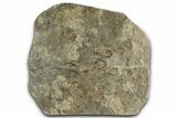Dinosaur (Grallator) Track - Positive Impression #351138-1
